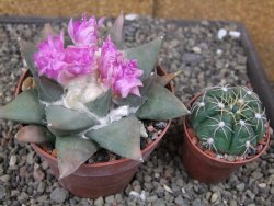 Ariocarpus confusus PP 420 Aramberi NL 10 cm Cites IA - 12409888