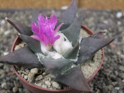 Ariocarpus confusus PP 420 Aramberi NL květináč 6,5 cm Cites IA - 12409896