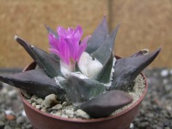 Ariocarpus confusus PP 420 Aramberi NL květináč 6,5 cm Cites IA - 12409897