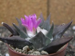 Ariocarpus confusus PP 420 Aramberi NL květináč 6,5 cm Cites IA - 12409898