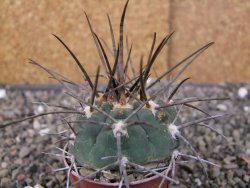 Gymnocalycium armatum LH1431 Pajcho centro, Tarija, pot 5,5 cm - 12409904