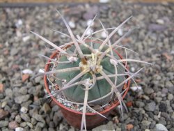Gymnocalycium armatum, pot 5,5 cm