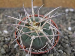 Gymnocalycium armatum, pot 5,5 cm - 12409907