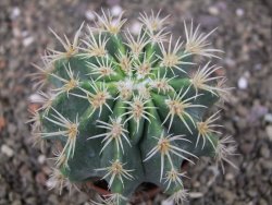 Pelecyphora aseliphormis X Ferocactus - chimera pot 6,5 cm Roubovaná