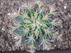 Pelecyphora aseliphormis X Ferocactus - chimera pot 6,5 cm Roubovaná - 12409911