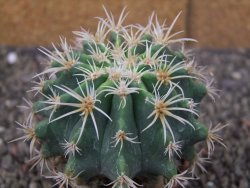 Pelecyphora aseliphormis X Ferocactus - chimera pot 6,5 cm Roubovaná - 12409917