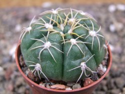 Gymnocalycium denudatum Jan Šuba, pot 5,5 cm - 12409926