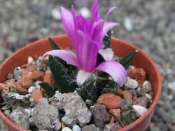 Ariocarpus bravoanus El Ňuňez pot 5,5 cm