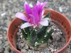 Ariocarpus bravoanus El Ňuňez pot 5,5 cm - 12409930