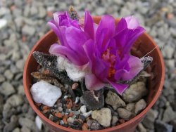Ariocarpus bravoanus El Ňuňez pot 5,5 cm