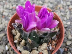 Ariocarpus bravoanus El Ňuňez pot 5,5 cm - 12409943