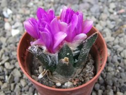 Ariocarpus bravoanus El Ňuňez pot 5,5 cm - 12409944