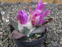 Ariocarpus confusus PP 420 Aramberi NL květináč 5,5 cm Cites IA - 12409945