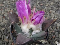 Ariocarpus confusus PP 420 Aramberi NL květináč 5,5 cm Cites IA - 12409947