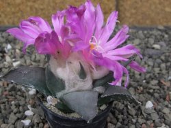 Ariocarpus confusus PP 420 Aramberi NL květináč 5,5 cm Cites IA - 12409949