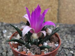 Ariocarpus agavoides pot 5,5 cm cites IA - 12409955