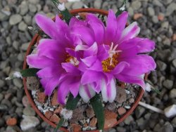 Ariocarpus agavoides pot 5,5 cm cites IA - 12409959