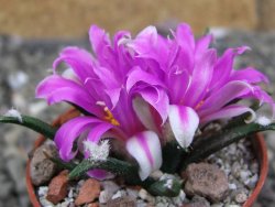 Ariocarpus agavoides pot 5,5 cm cites IA - 12409961