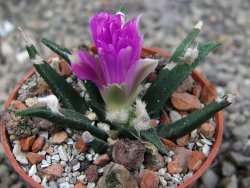 Ariocarpus agavoides pot 5,5 cm cites IA - 12409962