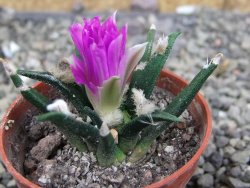 Ariocarpus agavoides pot 5,5 cm cites IA - 12409967