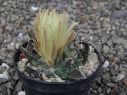 Ariocarpus trigonus horacekii Jaumave, Tam. pot 5,5 cm