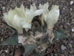 Ariocarpus trigonus elongatus San Antonio 7 cm - 12409975