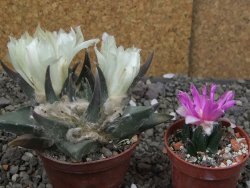 Ariocarpus trigonus elongatus San Antonio 7 cm - 12409976