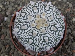 Astrophytum Super Kabuto pot 6,5 cm - 12409979