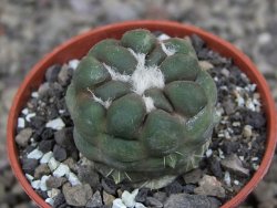 Cintia knizeii pot 5,5 cm