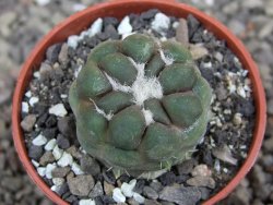 Cintia knizeii pot 5,5 cm - 12409983