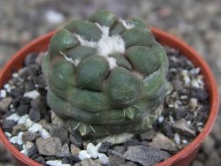 Cintia knizeii pot 5,5 cm - 12409985