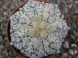 Astrophytum Z Jasenné pot 6,5 cm - 12409986