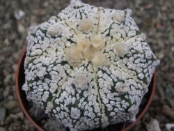 Astrophytum Z Jasenné pot 6,5 cm