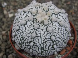 Astrophytum Z Jasenné pot 6,5 cm - 12409991