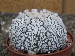 Astrophytum Z Jasenné pot 6,5 cm