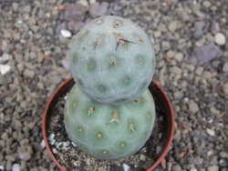 Tephrocactus geometricus pot 6,5 cm - 12409997