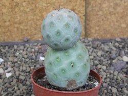 Tephrocactus geometricus pot 6,5 cm - 12409999