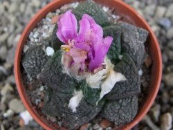 Ariocarpus lloydii pot 5,5 cm - 12410001