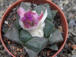 Ariocarpus lloydii pot 5,5 cm - 12410007