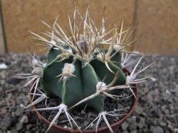 Astrophytum niveum nudum z " Buffalo " pot 8 cm
