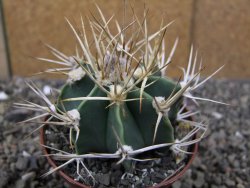 Astrophytum niveum nudum z " Buffalo " pot 8 cm - 12410010