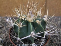 Astrophytum niveum nudum z " Buffalo " pot 8 cm - 12410011