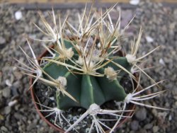 Astrophytum niveum nudum z " Buffalo " pot 8 cm - 12410012