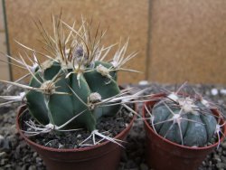 Astrophytum niveum nudum z " Buffalo " pot 8 cm - 12410014