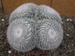 Mammillaria morganiana XXL, květináč 12 cm