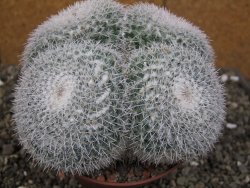 Mammillaria morganiana XXL, květináč 12 cm - 12410018
