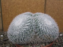 Mammillaria morganiana XXL, květináč 12 cm - 12410019