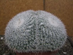 Mammillaria morganiana XXL, květináč 12 cm - 12410020