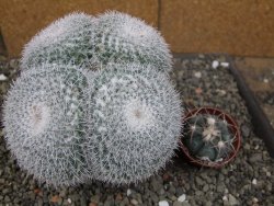 Mammillaria morganiana XXL, květináč 12 cm - 12410023