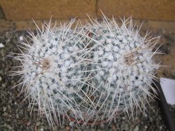 Mammillaria parkinsonii XXL, květináč 12 cm - 12410027